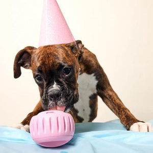 Woof Pet  Birthday  pink