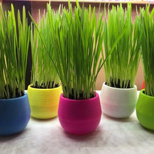 Load image into Gallery viewer, Cat Grass Garden Ball