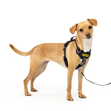 Load image into Gallery viewer, Pet Safe Easy Walk Dog Harness