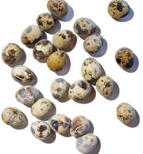 Savage cat Raw Quail Eggs 24ct