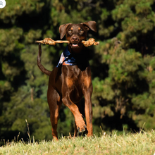 Load image into Gallery viewer, Dogginstix Lamb collagen double knot