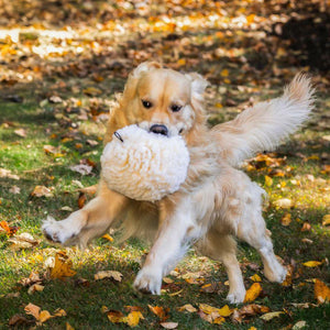 Plush Ball Dog toy