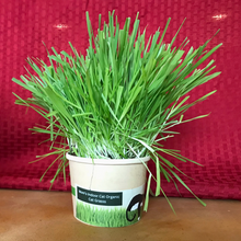 Load image into Gallery viewer, Compostable Cat Grass Cup
