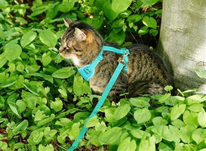 RC Pet adventure kitty harness Teal